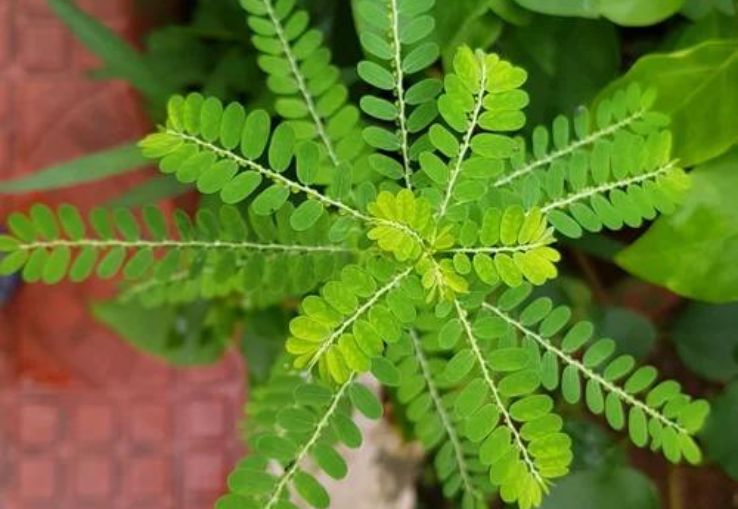 Bhumyamalaki planta Detox Natural