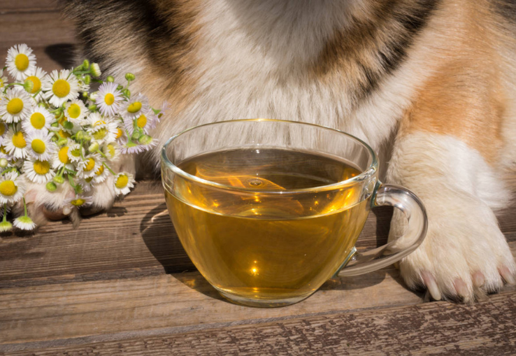 Infusión Tulsi Manzanilla para perros y gatos