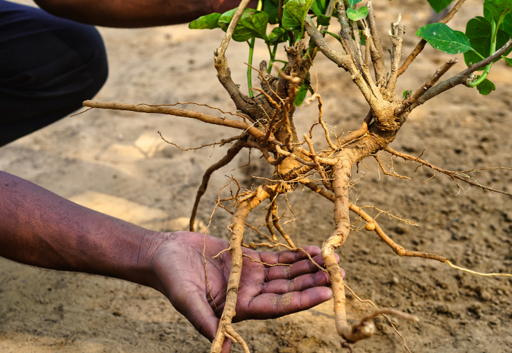 Brazos sujetando ra&iacute;ces de planta sagrada Ashwagandha