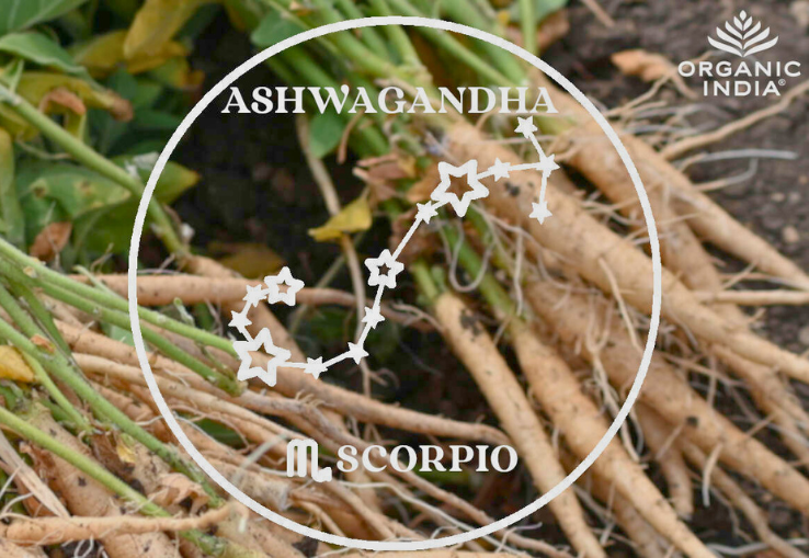 Planta Ayurv&eacute;dica Ashwagandha y Signo del Zodiaco Escorpio