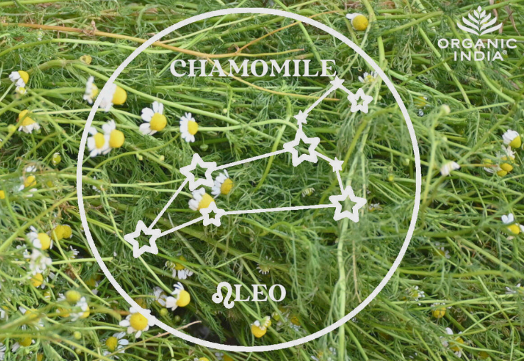 Flores de Camomila y Signo del Zodiaco Leo