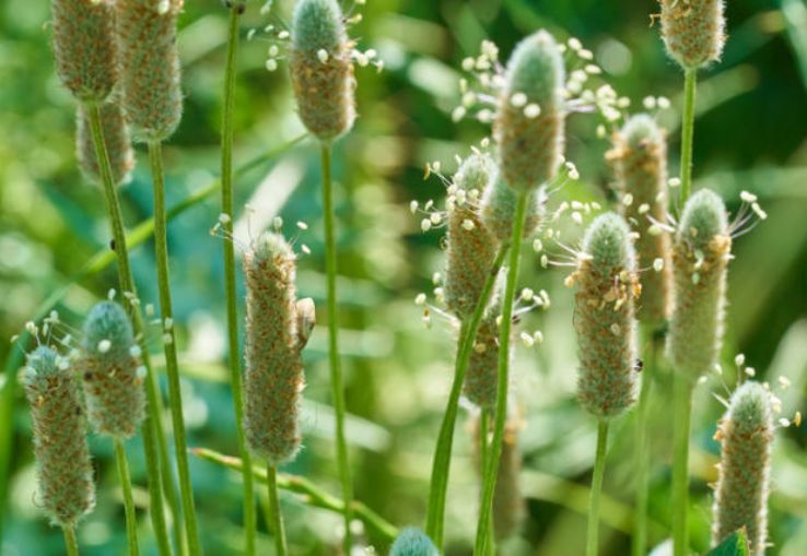 Psyllium Hierba Detox Natural