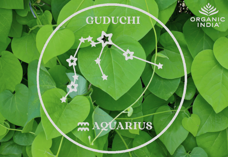 Planta del Ayurveda Guduchi y Signo del Zodiaco Acuario