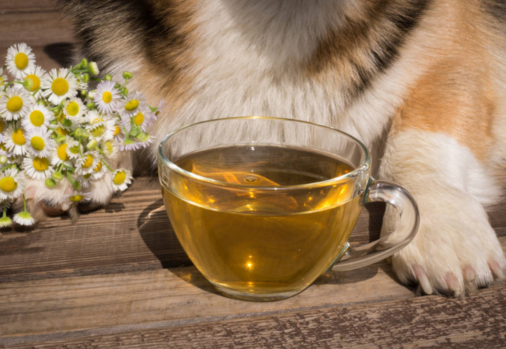 Infusi&oacute;n Tulsi Manzanilla para perros y gatos