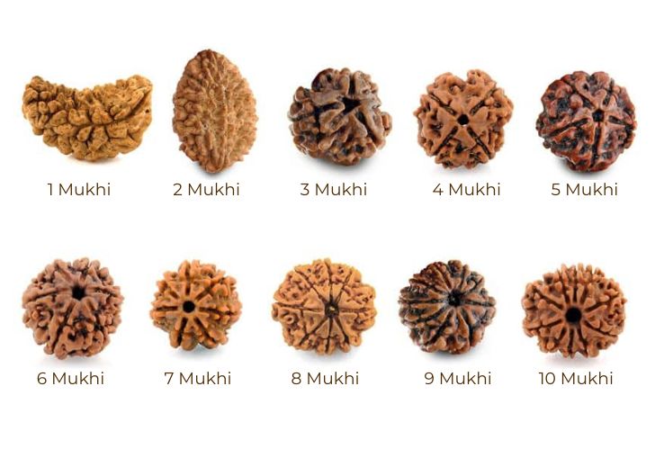Semillas de Rudraksha diferentes Mukhis