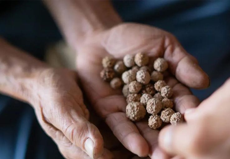 Manos abiertas con semillas de Rudraksa