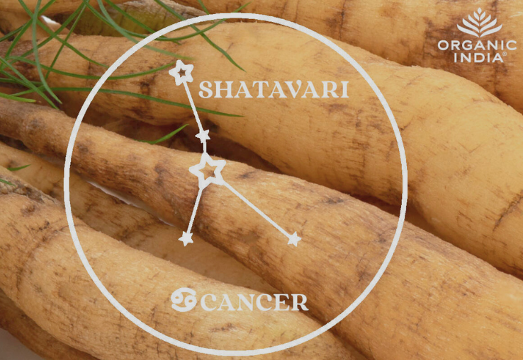 Ra&iacute;ces de planta Ayurv&eacute;dica Shatavari y Signo del Zodiaco C&aacute;ncer