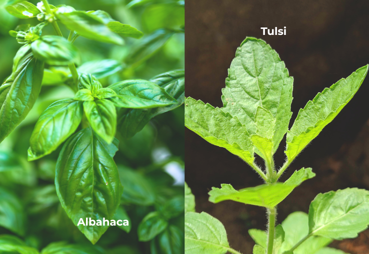 Diferencias Albahaca y planta Tulsi (Holy Basil)
