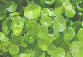 5 Beneficios del Gotu Kola para la función celebral