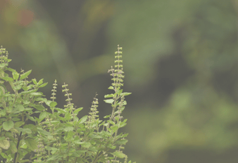 Tulsi vs Albahaca: ¿Cúal es la diferencia?
